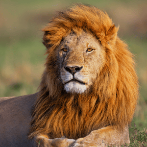 Gir National Park